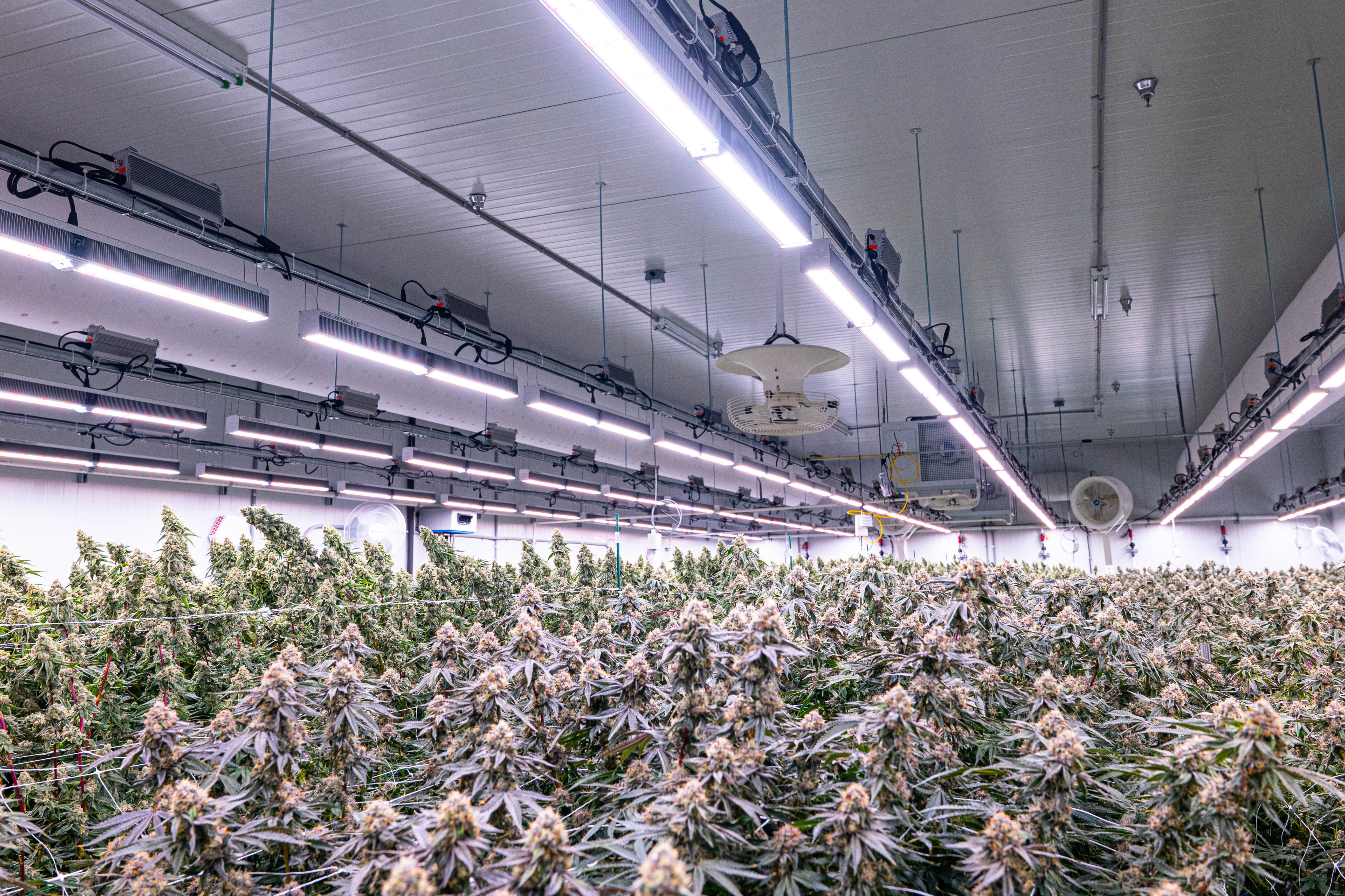 As a built-to-grow facility, Peninsula Gardens realized the benefits of Fluence LEDs and now leverages this technology from start to finish. 1083
