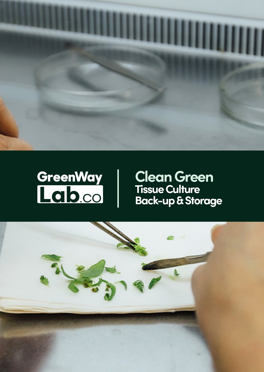 Clean Green: Plant Tissue Culture Backup & Storage 558