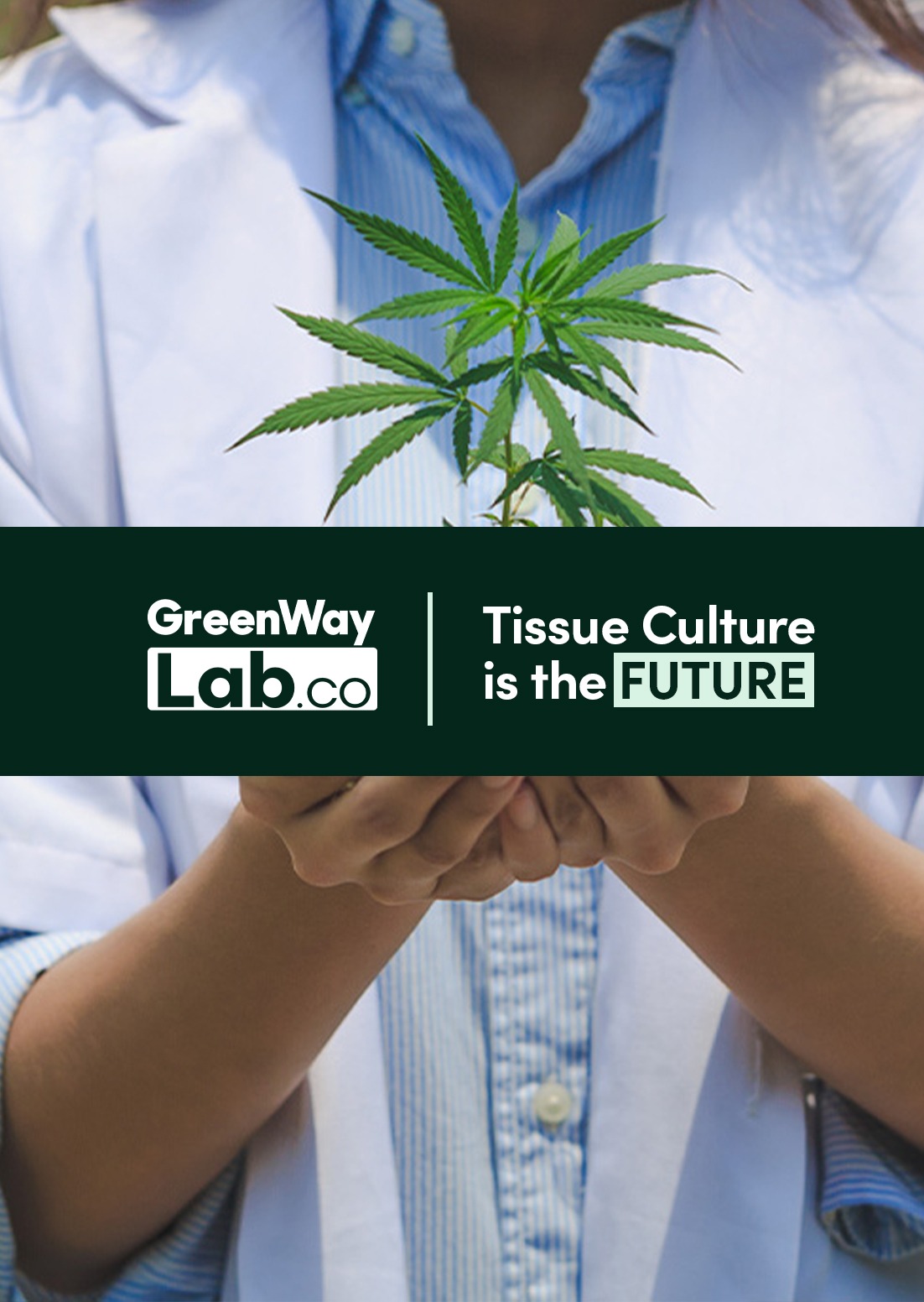 GreenWayLab.co to Showcase Cutting-Edge Tissue Culture Solutions at MJBizCon 2023 560