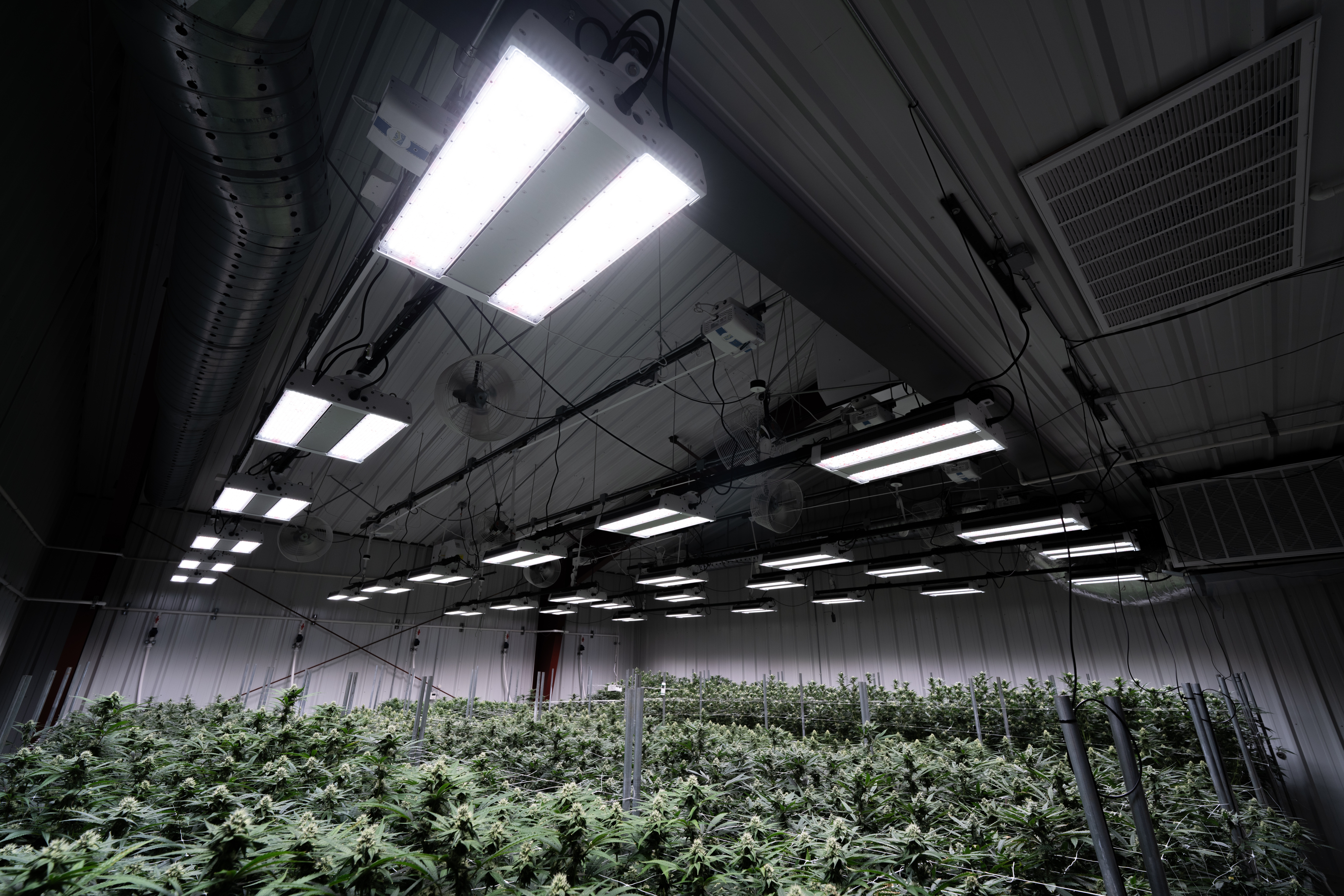 121 by FOHSE [HPS REPLACEMENT LIGHTING FOR GROWERS.] 865