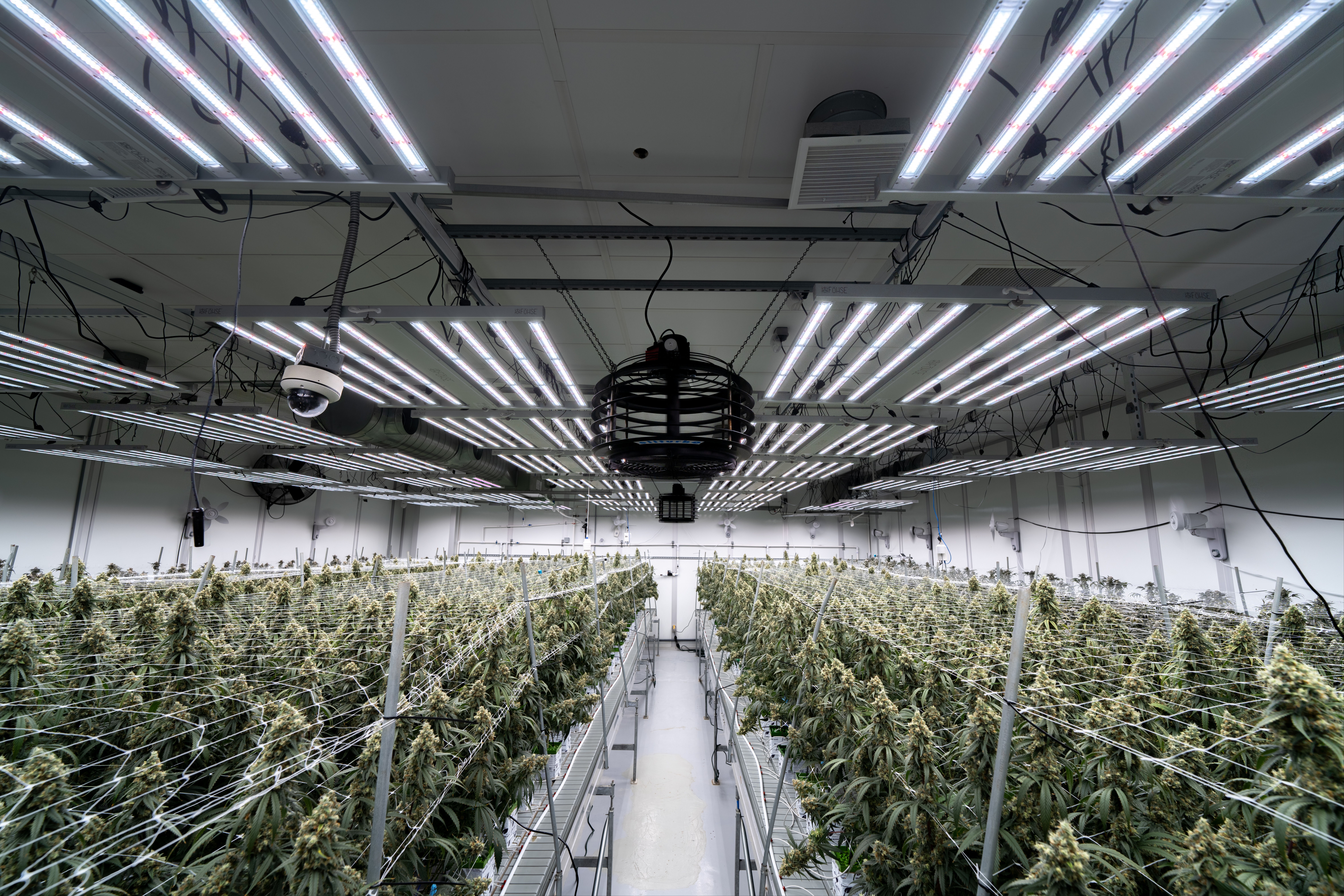 FOHSE Launches First LED Grow Lights for Cannabis Home Growers 885